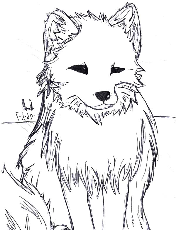 Artistic Drawing of Artic Fox Coloring Pages Best Place to Color