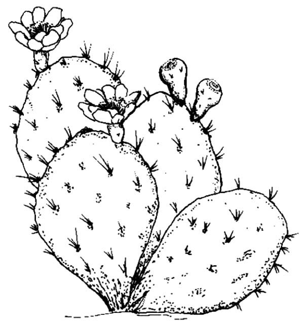 cactus coloring pages plants - photo #28
