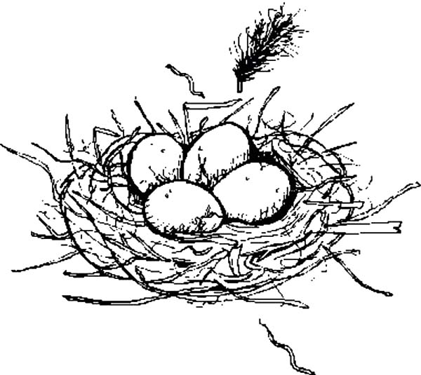 baby birds in a nest coloring pages - photo #13