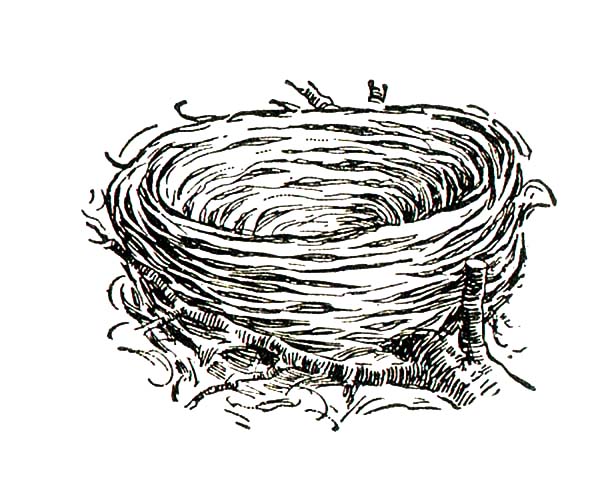 Bird Nest from Dry Grass Coloring Pages: Bird Nest from ...