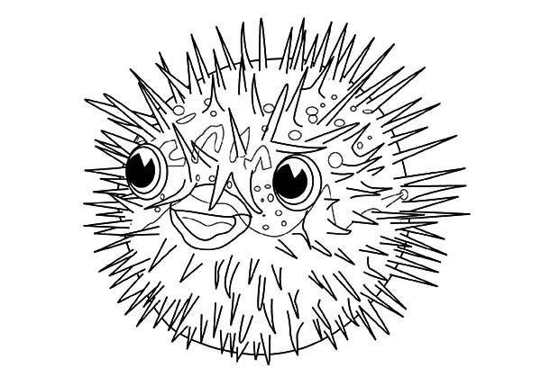 ocean puffer fish coloring pages free - photo #37