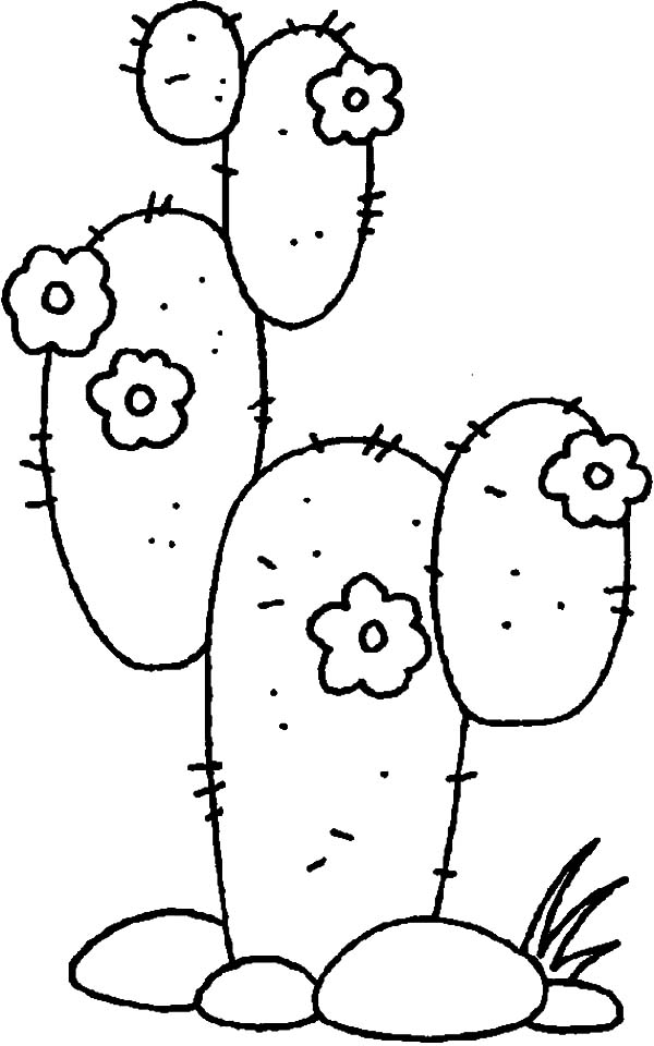 Cactus in the Desert Coloring Pages Cactus in the Desert Coloring