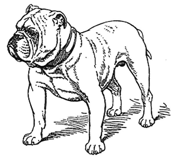 baby bulldogs coloring pages - photo #34