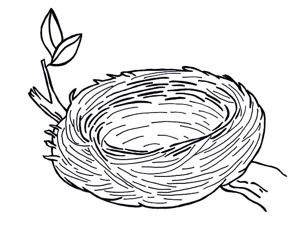 Nests - Free Coloring Pages