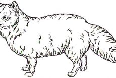 Artic Fox, Artic Fox Covered With Furr Coloring Pages: Artic Fox Covered with Furr Coloring Pages