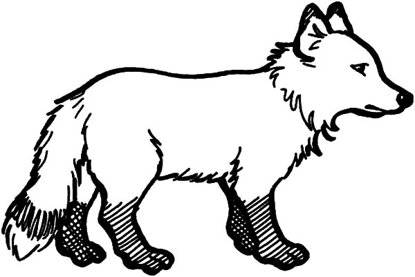Artic Fox, : Artic Fox with Dirty Feet Coloring Pages