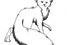 Artic Fox, Long Tailed Artic Fox Coloring Pages: Long Tailed Artic Fox Coloring Pages