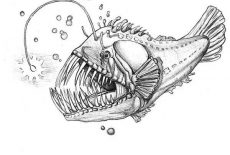 Angler Fish, Luminescene Angler Fish Coloring Pages: Luminescene Angler Fish Coloring Pages