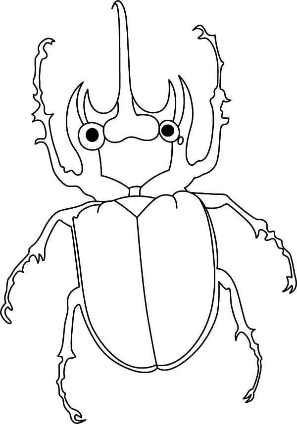 Beetle Coloring Pages Kidsuki - Amazing Animals Beetle Coloring Pages 600x857 