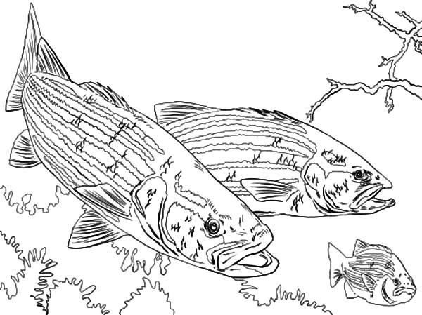 Fly Fishing Coloring Pages 10