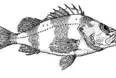 Bass Fish, Bass Fish Coloring Pages For Kids: Bass Fish Coloring Pages for Kids