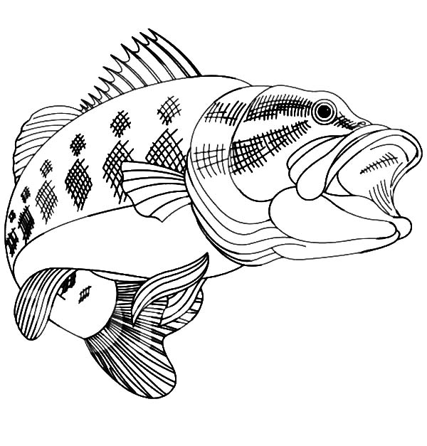 Bass Fish Coloring Pages | Best Place to Color