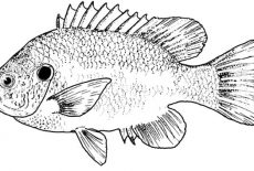 Bass Fish, Bass Fish Picture Coloring Pages: Bass Fish Picture Coloring Pages