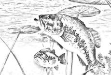 Bass Fish, Bass Fish Waiting For Target Coloring Pages: Bass Fish Waiting for Target Coloring Pages