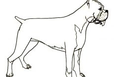 Boxer Dog, Hideous Boxer Dog Coloring Pages: Hideous Boxer Dog Coloring Pages