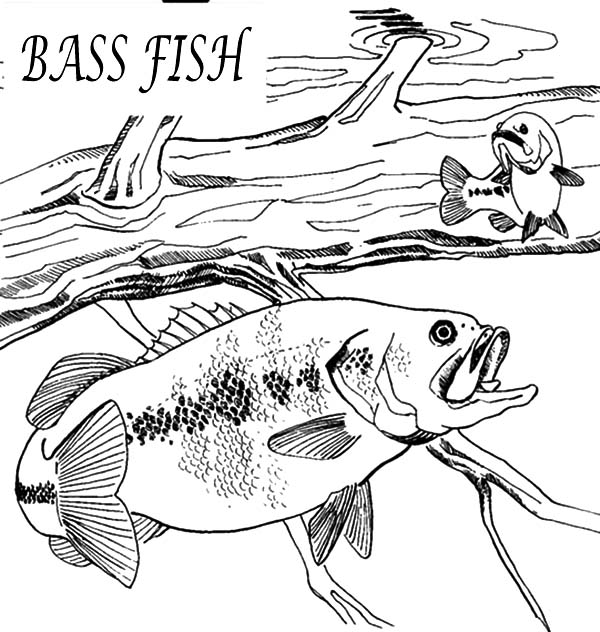 Download Bass Coloring Pages That are Simplicity | Armstrong Blog