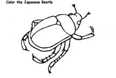 Beetle, Japanese Beetle Coloring Pages: Japanese Beetle Coloring Pages