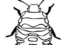Beetle, Stink Bug Beetle Coloring Pages: Stink Bug Beetle Coloring Pages