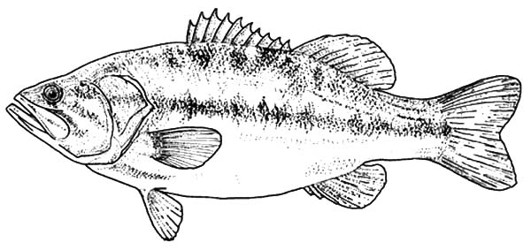 Texas Largemouth Bass Fish Coloring Pages