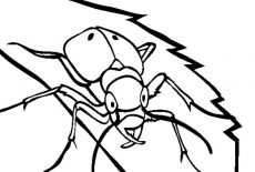 Beetle, Tiger Beetle Coloring Pages: Tiger Beetle Coloring Pages
