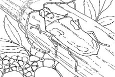 Beetle, Valley Elderberry Longhorn Beetle Coloring Pages: Valley Elderberry Longhorn Beetle Coloring Pages