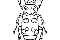Beetle, Wasp Mimic Beetle Coloring Pages: Wasp Mimic Beetle Coloring Pages