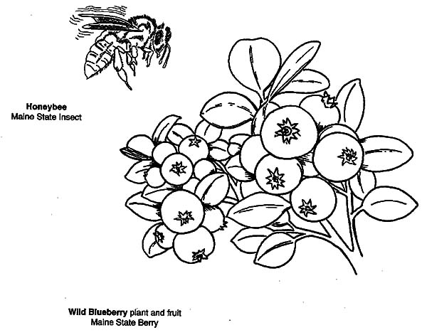 Blueberry Bush, : Wild Blueberry Bush Coloring Pages