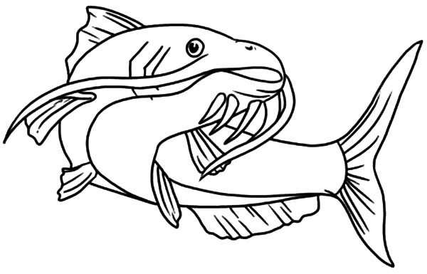 Beautiful Catfish Coloring Pages | Best Place to Color